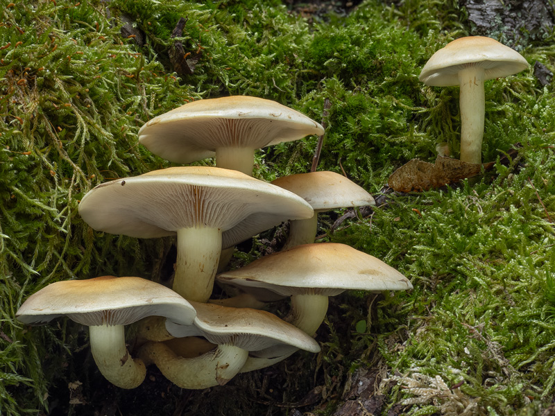Hypholoma fasciculare